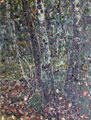Click for a larger picture